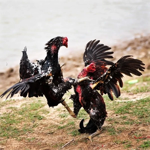 Có ai mê chọi gà? ảnh 11