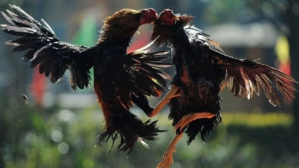 Có ai mê chọi gà? ảnh 12