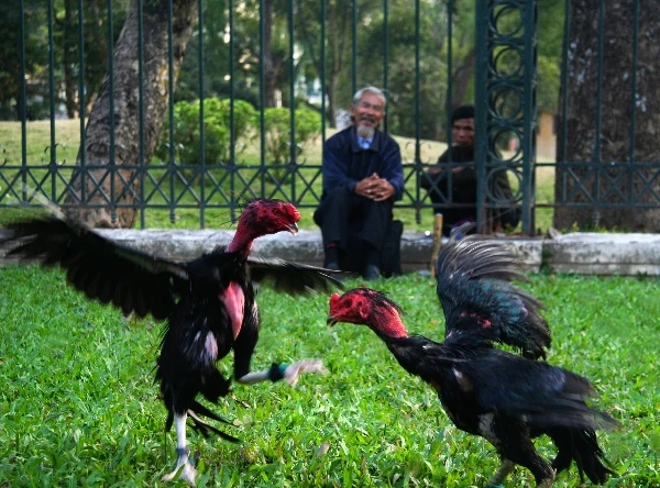 Có ai mê chọi gà? ảnh 10