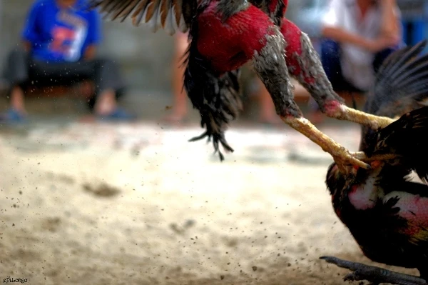 Có ai mê chọi gà? ảnh 6