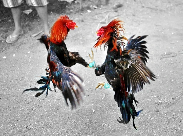Có ai mê chọi gà? ảnh 15