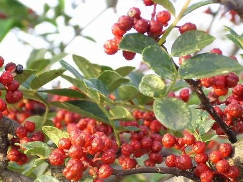 Bài thuốc chữa sưng lợi, đau răng hiệu quả 1