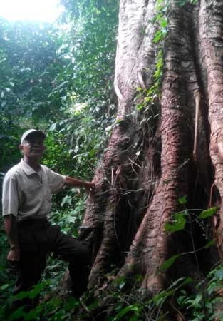 Bí ẩn lời nguyền: “Rừng loạn luân”