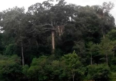 Bí ẩn lời nguyền: “Rừng loạn luân”