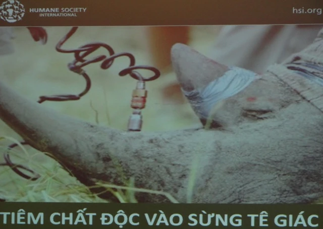 Sừng tê giác và nỗi xấu hổ của người Việt ảnh 2