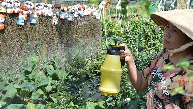 “Cây không khí” hấp dẫn người chơi kiểng ảnh 1