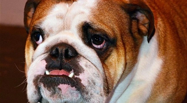 Phẫu thuật thẩm mỹ cho... thú cưng ảnh 1