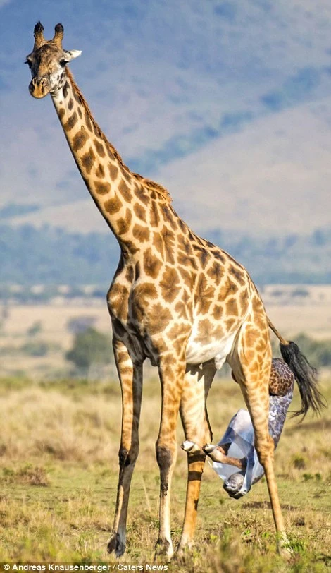 Chứng kiến khoảnh khắc chào đời của chú hươu cao cổ con ảnh 2