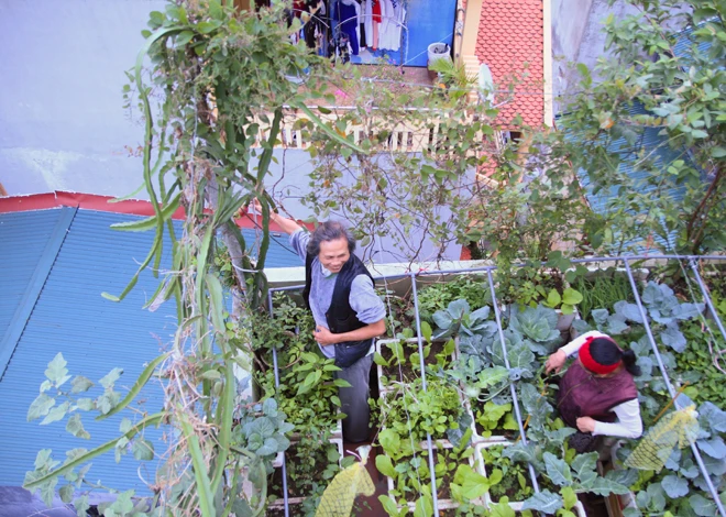 Trồng rau sạch trên ban công đủ 4 gia đình ăn ảnh 9