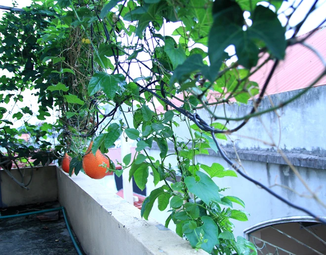 Trồng rau sạch trên ban công đủ 4 gia đình ăn ảnh 10