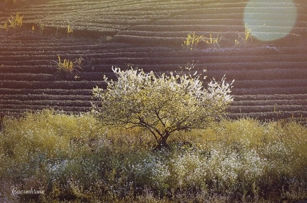 Lung linh mùa xuân trong nắng miền Tây Bắc ảnh 2