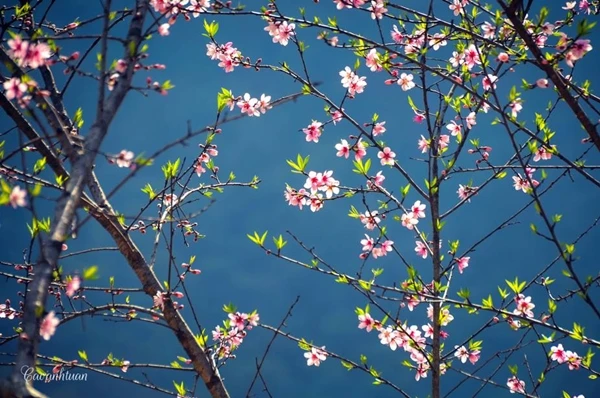 Lung linh mùa xuân trong nắng miền Tây Bắc ảnh 6