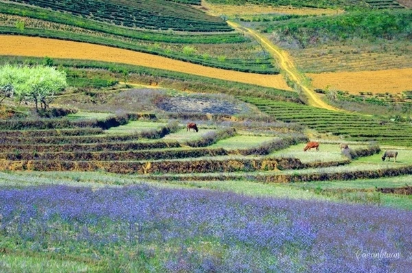 Lung linh mùa xuân trong nắng miền Tây Bắc ảnh 5