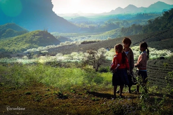 Lung linh mùa xuân trong nắng miền Tây Bắc ảnh 3