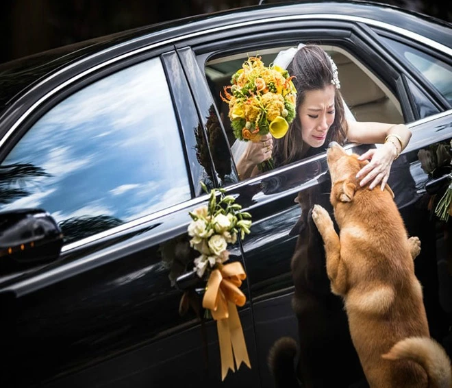 Những bức hình cưới lay động nhất 2014 ảnh 7