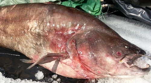 Cá leo có giá trị kinh tế cao, thịt thơm ngon, bổ dưỡng. Ảnh:A.N Cá leo có giá trị kinh tế cao, thịt thơm, bổ dưỡng. Ảnh: A.N