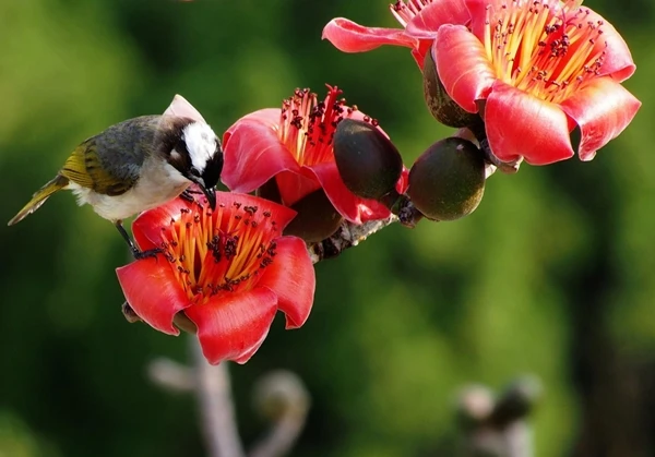 Miên man hoa gạo tháng 3 ảnh 21