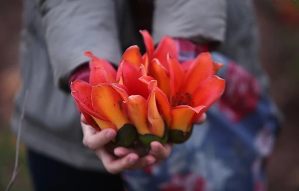 Miên man hoa gạo tháng 3 ảnh 20