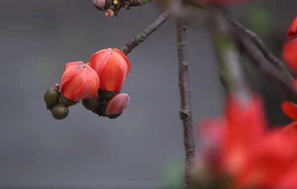 Miên man hoa gạo tháng 3 ảnh 22