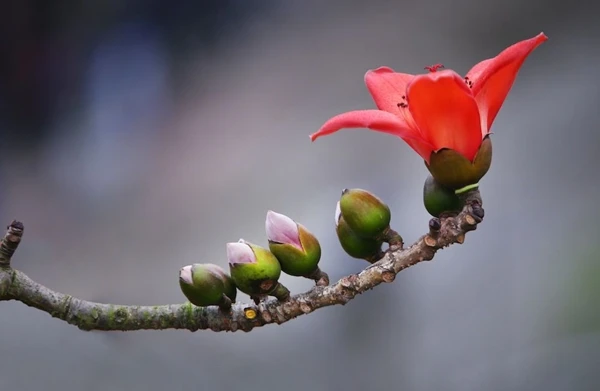 Miên man hoa gạo tháng 3 ảnh 23