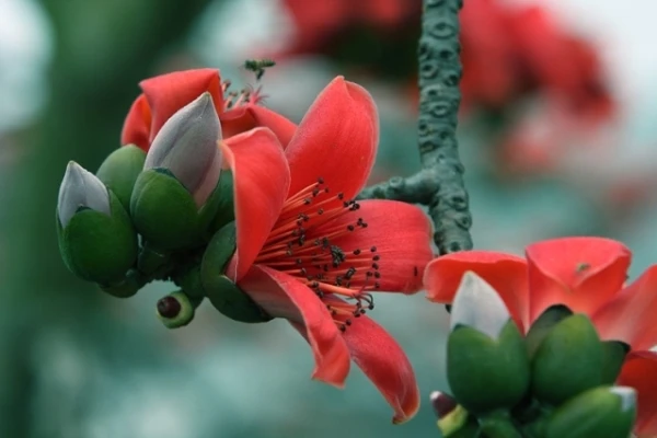 Miên man hoa gạo tháng 3 ảnh 8