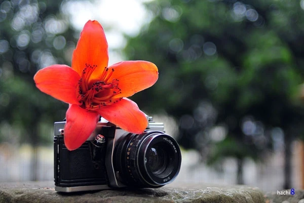 Miên man hoa gạo tháng 3 ảnh 12