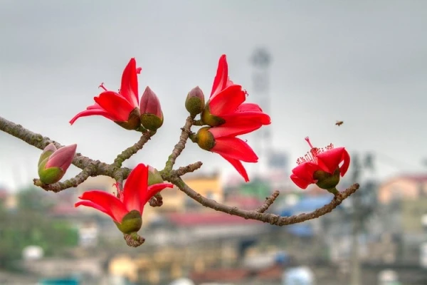 Miên man hoa gạo tháng 3 ảnh 7