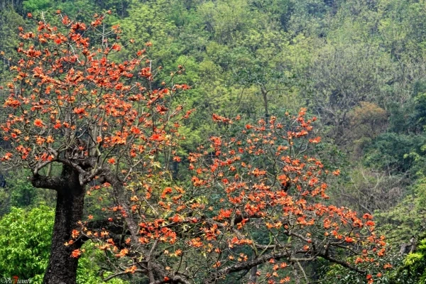 Miên man hoa gạo tháng 3 ảnh 2
