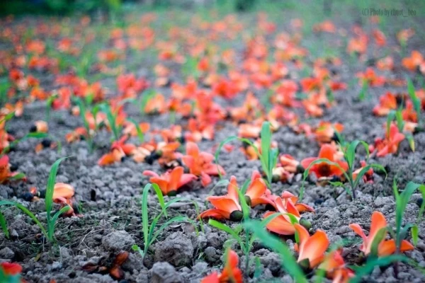 Miên man hoa gạo tháng 3 ảnh 18