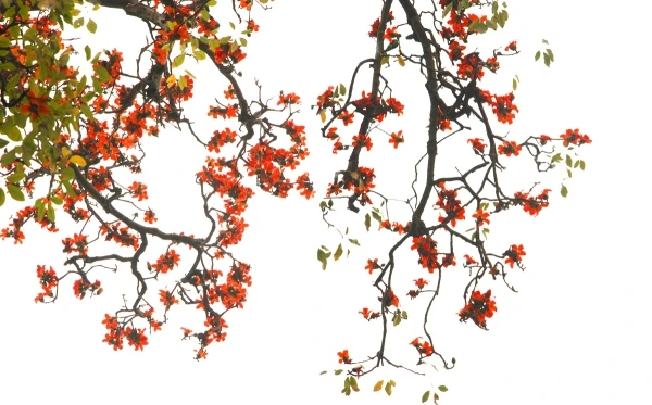 Miên man hoa gạo tháng 3 ảnh 14