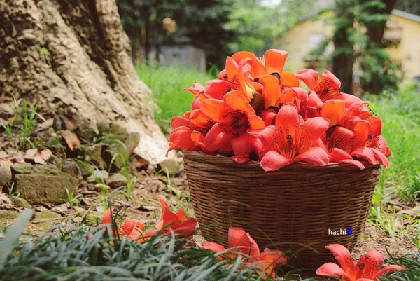 Miên man hoa gạo tháng 3 ảnh 9