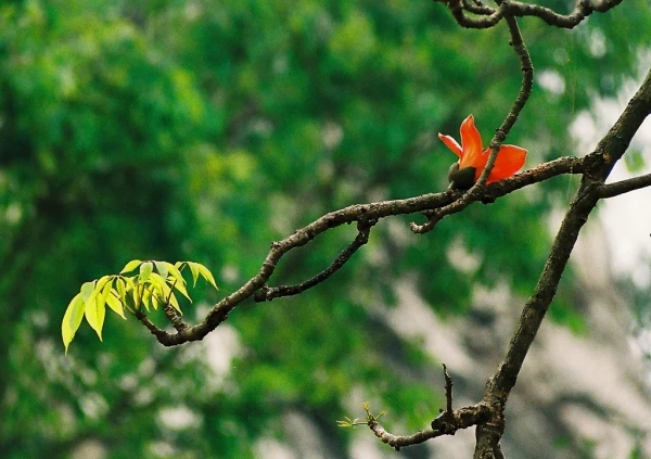 Miên man hoa gạo tháng 3 ảnh 17