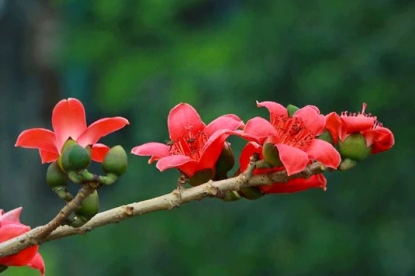 Miên man hoa gạo tháng 3 ảnh 10