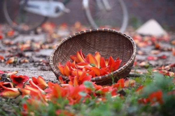 Miên man hoa gạo tháng 3 ảnh 6