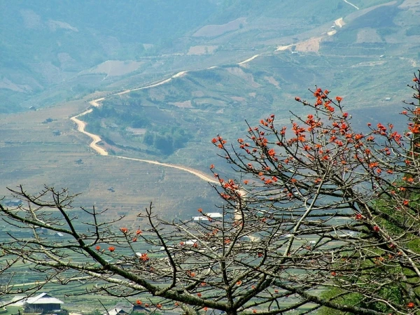 Miên man hoa gạo tháng 3 ảnh 1