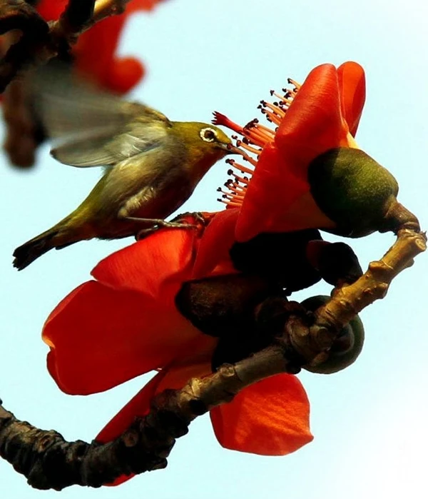 Miên man hoa gạo tháng 3 ảnh 13