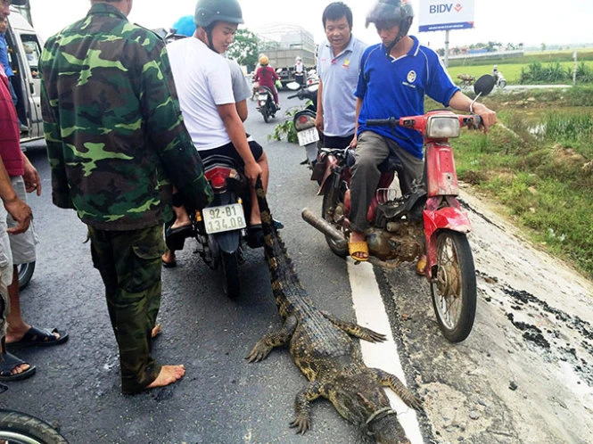 Bắt cá sấu nặng khoảng 30kg 'đi lạc' trên quốc lộ ảnh 1