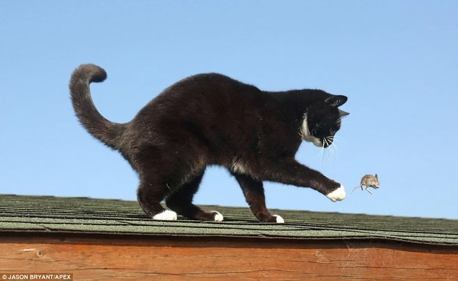 Màn bắt chuột đáng kinh ngạc của con mèo tinh ranh ảnh 3