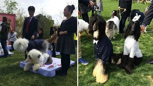 Đám cưới tập thể dành cho những chú chó cưng ảnh 2