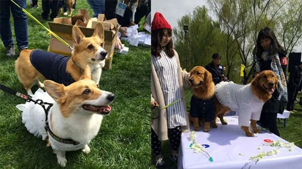 Đám cưới tập thể dành cho những chú chó cưng ảnh 3