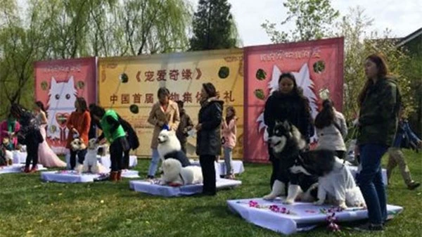 Đám cưới tập thể dành cho những chú chó cưng ảnh 4