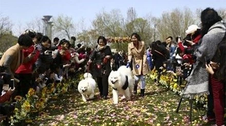 Đám cưới tập thể dành cho những chú chó cưng ảnh 1