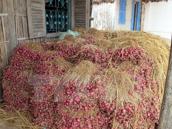 Ngành Đường sắt vận chuyển miễn phí hành tím cho nông dân ảnh 1