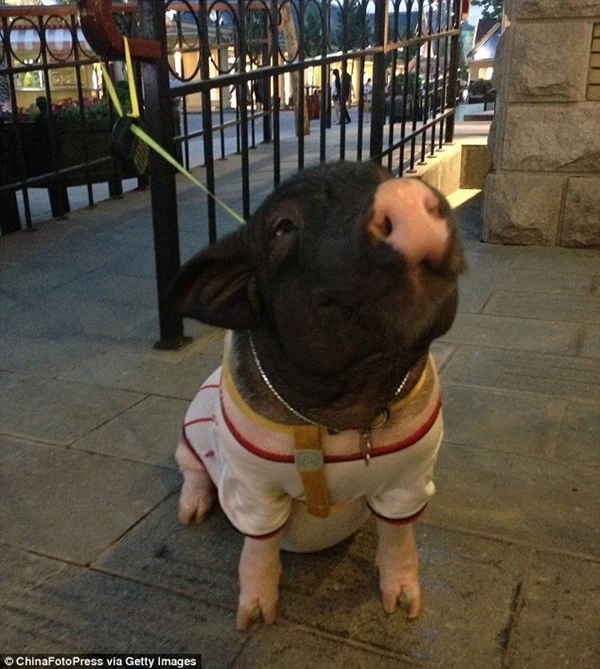 Chồng ghen tỵ vì vợ suốt ngày ăn ngủ với... lợn cưng ảnh 6