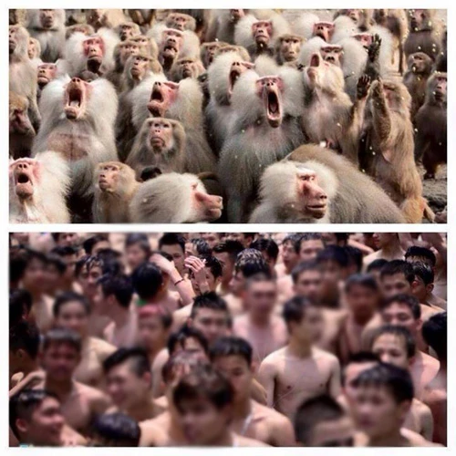 Hài hước: Những bức ảnh chế sau vụ công viên nước Hồ Tây ảnh 12