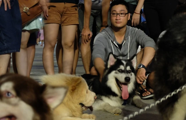 Giới trẻ Sài Gòn 'khoe' chó ở phố đi bộ Nguyễn Huệ ảnh 6