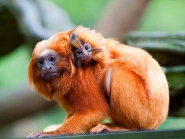 Trộm đột nhập vào sở thú bắt đi 17 con khỉ quý hiếm ảnh 1