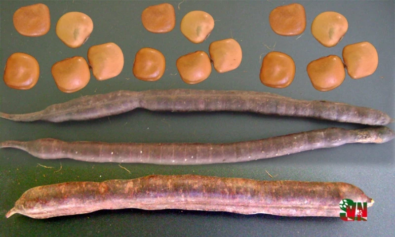 Chùm ảnh ngẩn ngơ hương sắc Muồng hoa đào ảnh 8 Chùm ảnh ngẩn ngơ hương sắc Muồng hoa đào ảnh 8