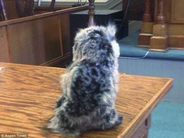 Bị cáo tới tòa xét xử với luật sư bào chữa là... con cú bông ảnh 1