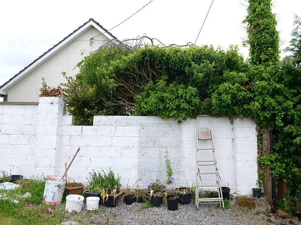 Kỳ lạ mèo đẻ con trong chiếc tổ chim trên cây ảnh 5